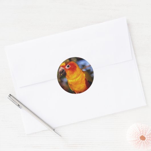 Sun conure ronde sticker (Envelop)