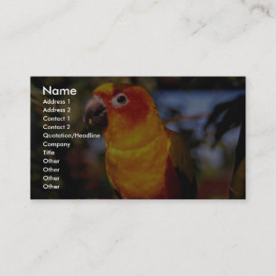 Sun conure visitekaartje