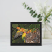Sun Conures Briefkaart (Staand voorkant)