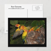 Sun Conures Briefkaart (Voorkant / Achterkant)
