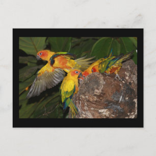 Sun Conures Briefkaart