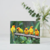Sun Conures Briefkaart (Staand voorkant)