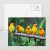 Sun Conures Briefkaart (Voorkant / Achterkant)