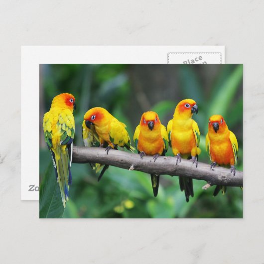 Sun Conures Briefkaart (Voorkant / Achterkant)