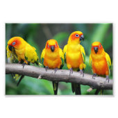 Sun Conures Foto Afdruk (Voorkant)