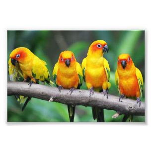 Sun Conures Foto Afdruk