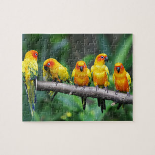 Sun Conures Legpuzzel