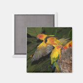 Sun Conures Magneet (Voorkant / Achterkant)