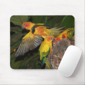 Sun Conures Muismat (Met muis)