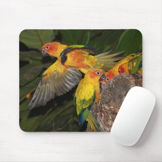 Sun Conures Muismat (Met muis)