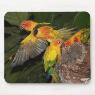 Sun Conures Muismat