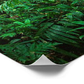 Sun Conures Poster (Hoek)