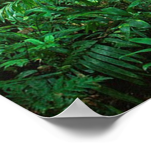 Sun Conures Poster (Hoek)