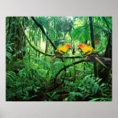 Sun Conures Poster (Voorkant)
