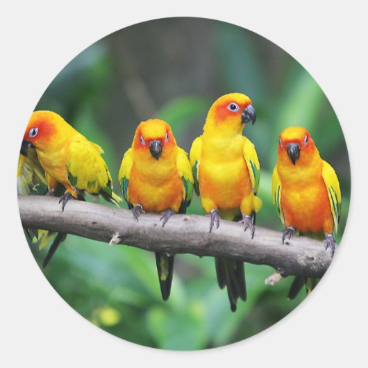 Sun Conures Ronde Sticker (Voorkant)