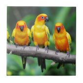 Sun Conures Tegeltje (Voorkant)