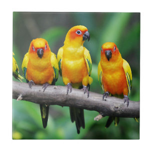 Sun Conures Tegeltje