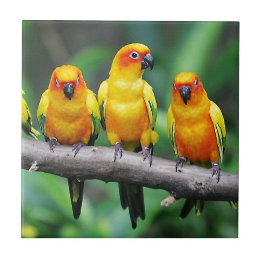 Sun Conures Tegeltje (Voorkant)