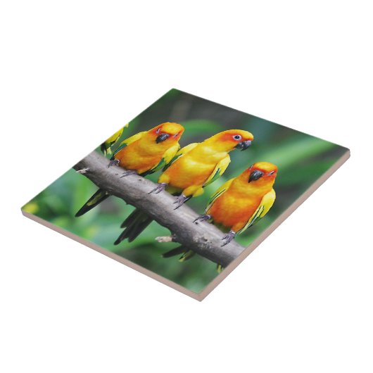 Sun Conures Tegeltje (Zijkant)