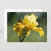 Sun Dancer Iris & Butterfly Photography Art Briefkaart (Voorkant / Achterkant)