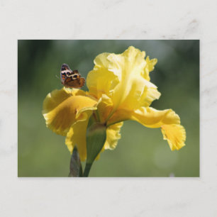 Sun Dancer Iris & Butterfly Photography Art Briefkaart