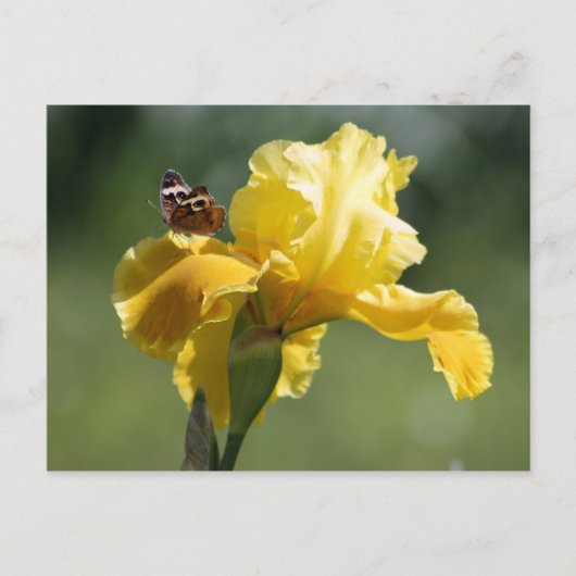 Sun Dancer Iris & Butterfly Photography Art Briefkaart (Voorkant)