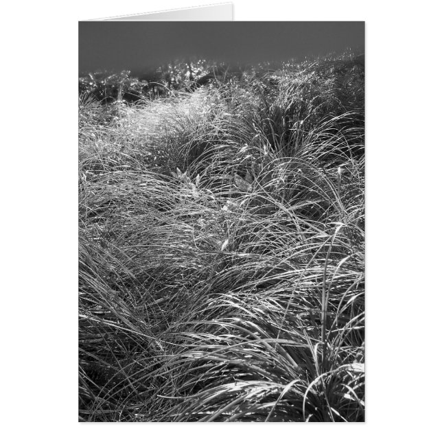 Sun dansen (Voorkant)