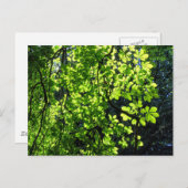 Sun Dapped Horse Chestnut Leaves Briefkaart (Voorkant / Achterkant)