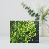 Sun Dapped Horse Chestnut Leaves Briefkaart (Staand voorkant)