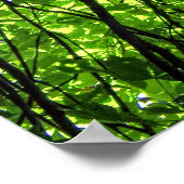 Sun Dapped Horse Chestnut Leaves Poster (Hoek)