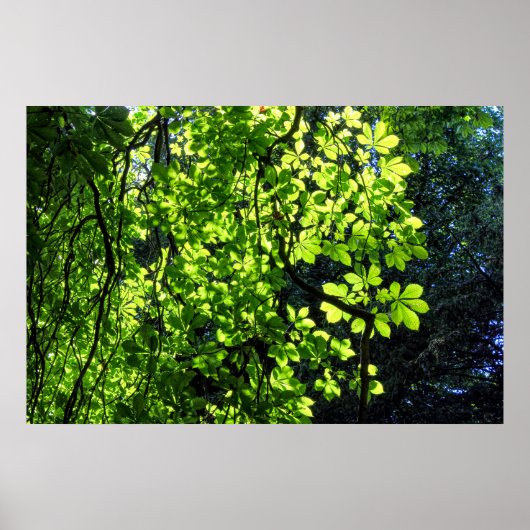 Sun Dapped Horse Chestnut Leaves Poster (Voorkant)