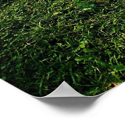 Sun Dappled Lawn Poster (Hoek)