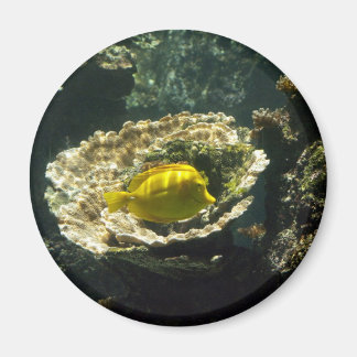 Sun Dappled zonnevis Magneet