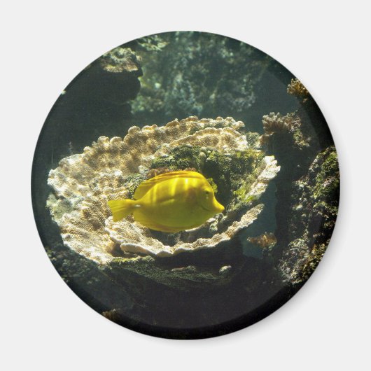 Sun Dappled zonnevis Magneet (Voorkant)