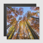 Sun-drenched Autumn Trees (Voorkant / Achterkant)