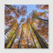 Sun-drenched Autumn Trees (Voorkant)