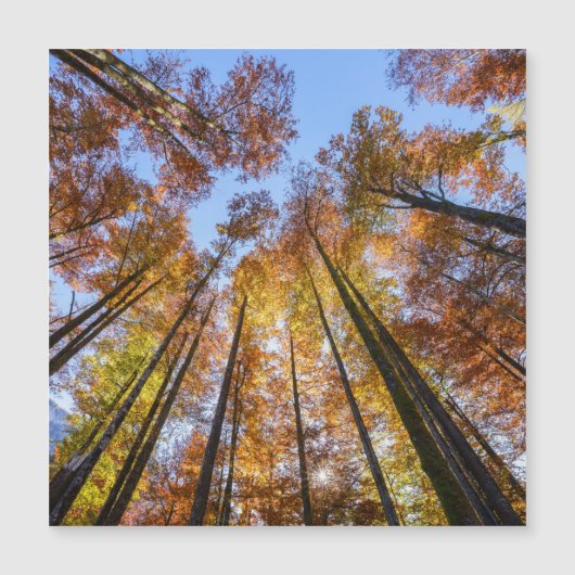 Sun-drenched Autumn Trees (Voorkant)