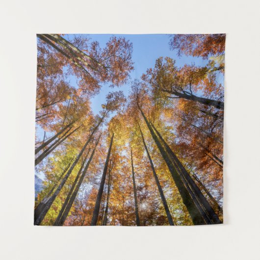 Sun-drenched Autumn Trees Wandkleed (Voorkant)
