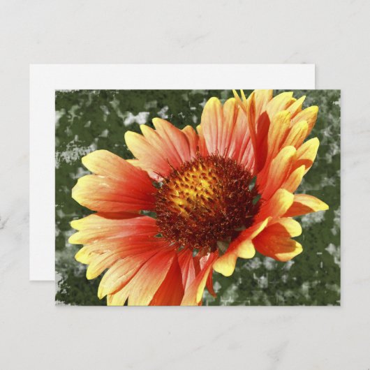 Sun Drenched Gaillardia Briefkaart (Voorkant / Achterkant)