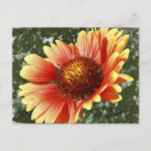 Sun Drenched Gaillardia Briefkaart (Voorkant)