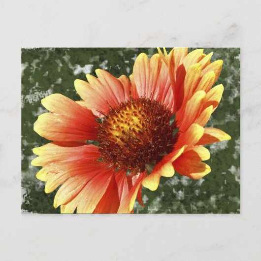 Sun Drenched Gaillardia Briefkaart (Voorkant)