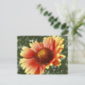 Sun Drenched Gaillardia Briefkaart (Staand voorkant)