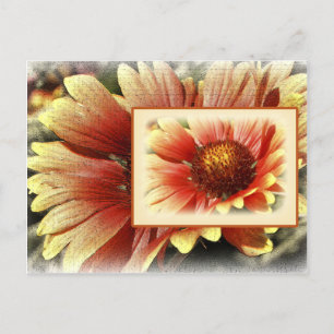 Sun Drenched Gaillardia Briefkaart