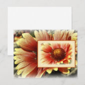 Sun Drenched Gaillardia Briefkaart (Voorkant / Achterkant)