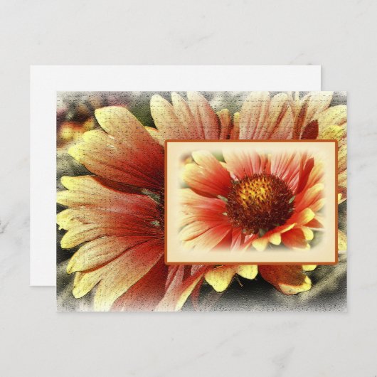 Sun Drenched Gaillardia Briefkaart (Voorkant / Achterkant)
