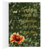 Sun Drenched Gaillardia-foto in Sjabloon (Binnen (Rechts))