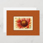 Sun Drenched Gaillardia Foto Miss You Briefkaart (Voorkant / Achterkant)