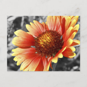 Sun Drenched Gaillardia-foto voor elke keer Briefkaart