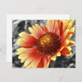 Sun Drenched Gaillardia-foto voor elke keer Briefkaart (Voorkant / Achterkant)