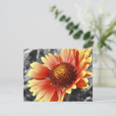 Sun Drenched Gaillardia-foto voor elke keer Briefkaart (Staand voorkant)